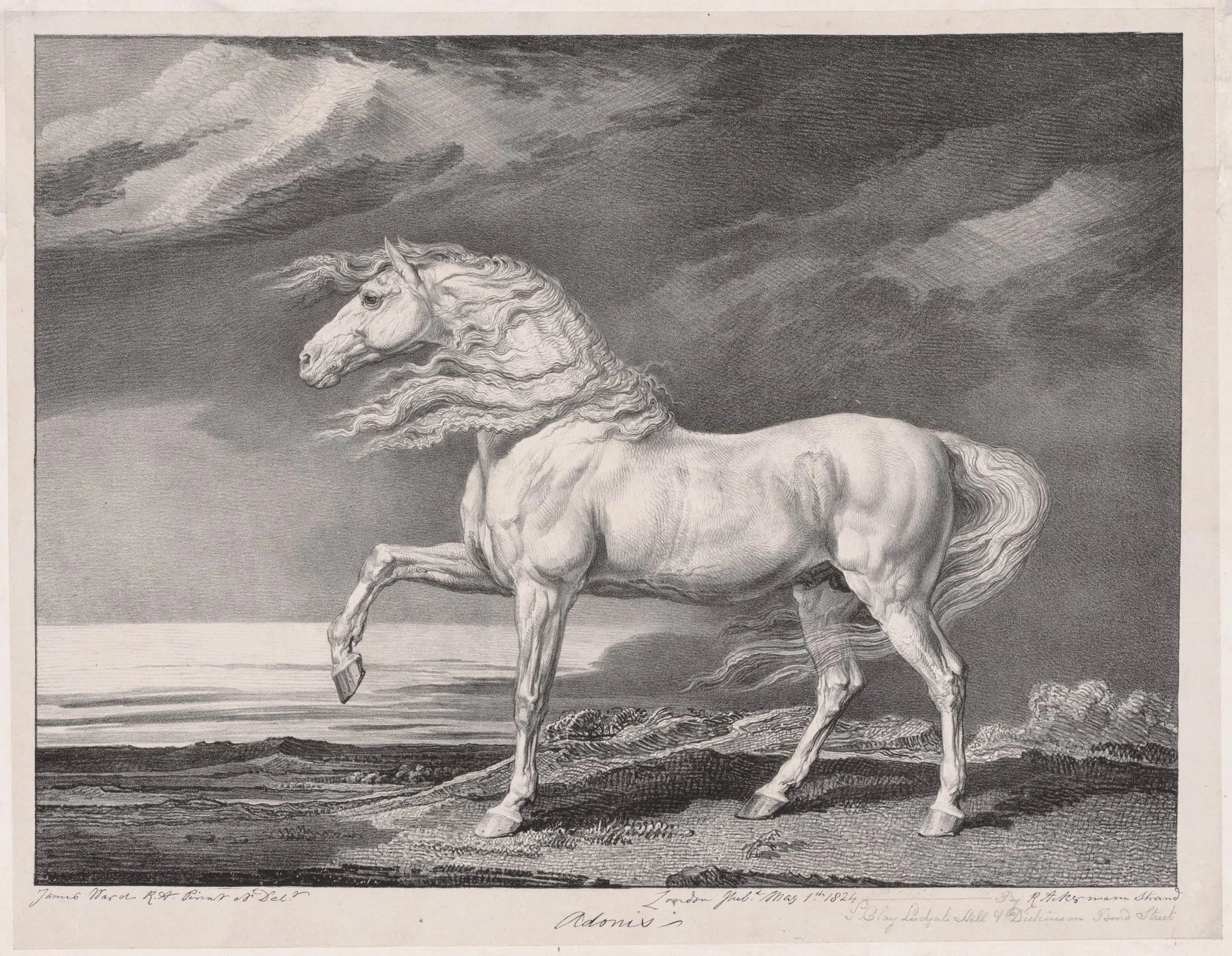 Fourteen Celebrated Horses: Adonis, detail