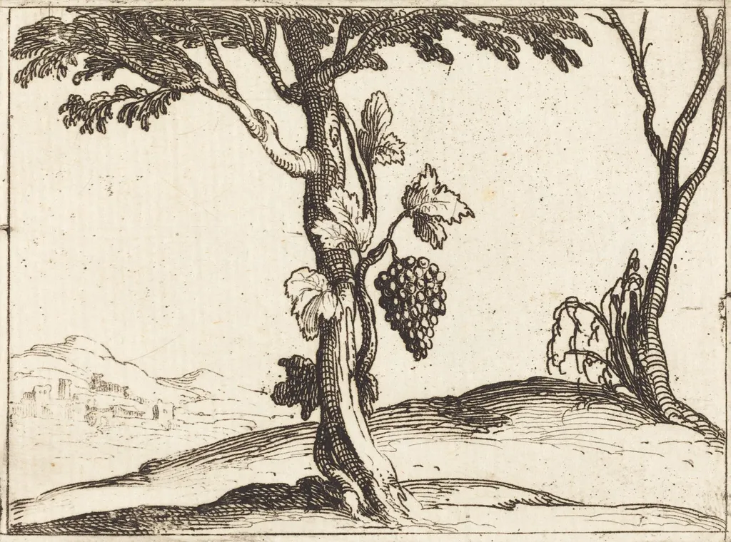 Bunch of Grapes, by Jacques Callot, ink, 1628