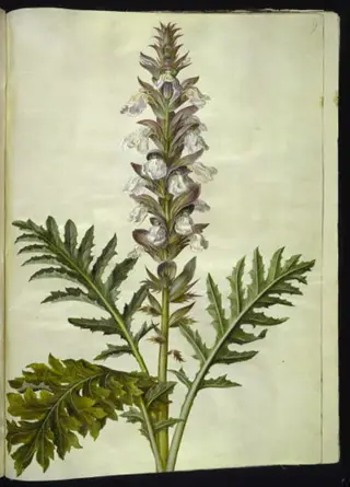 Acanthus hungaricus (ungarsk akantus)