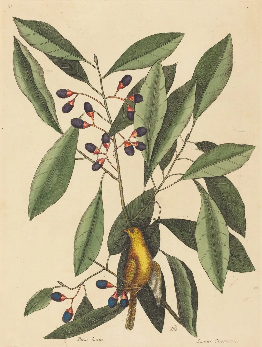 The Yellow Titmouse (Motacilla trochilus), by Mark Catesby, ink