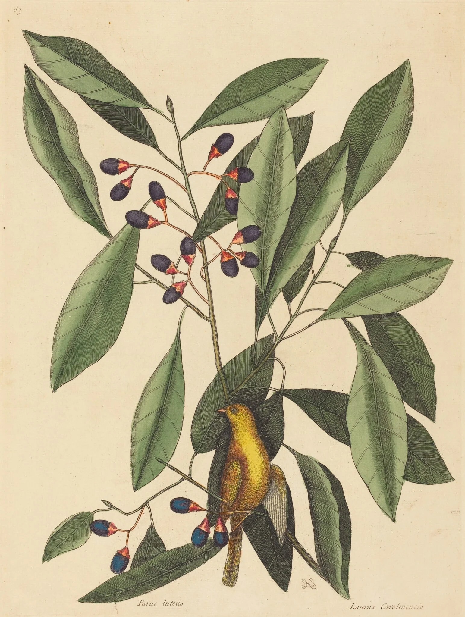 The Yellow Titmouse (Motacilla trochilus), detail