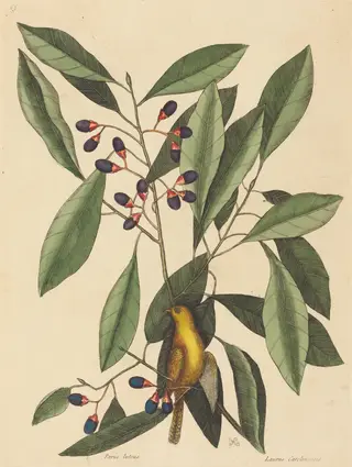 The Yellow Titmouse (Motacilla trochilus), by Mark Catesby, ink