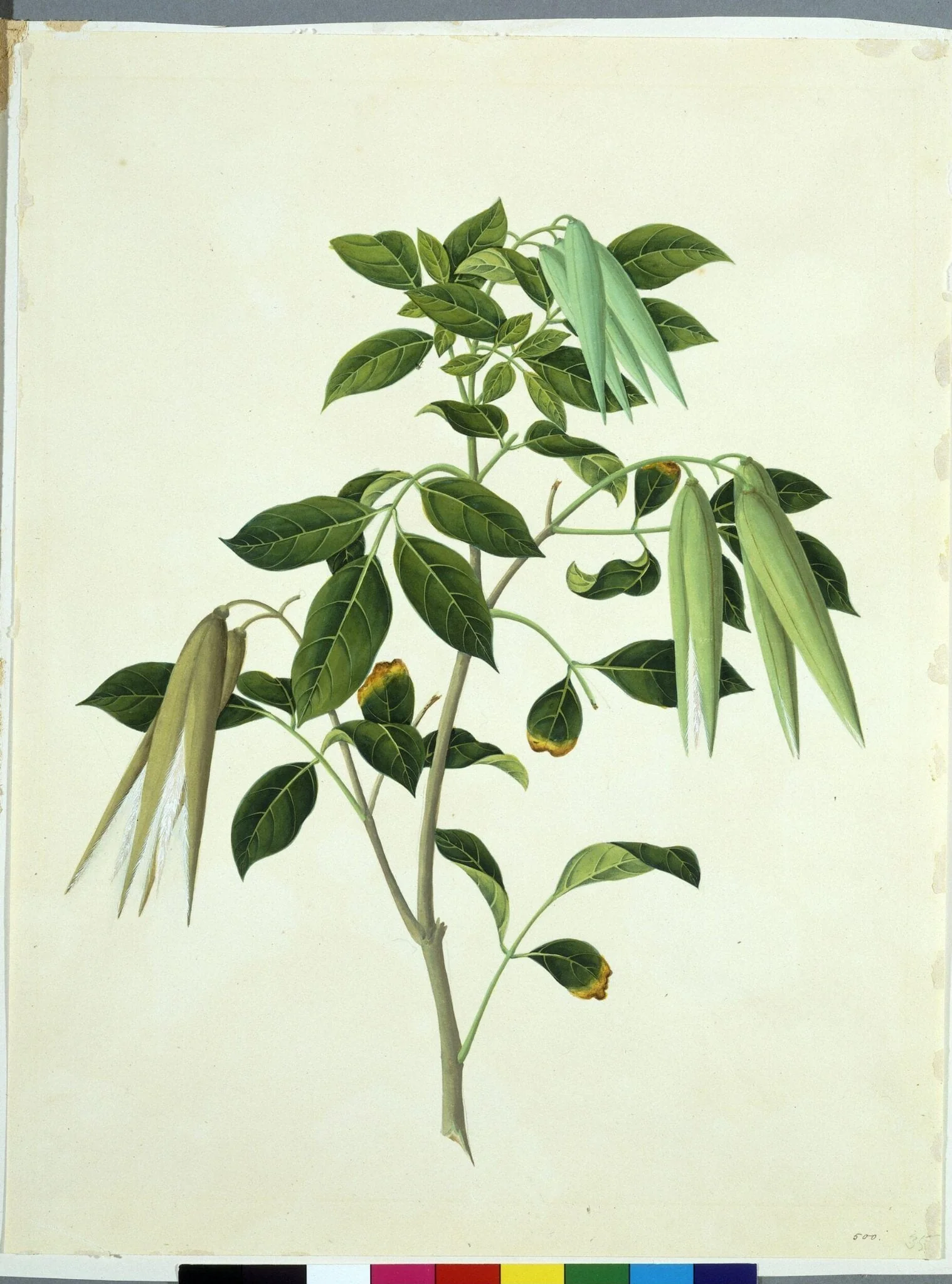 Common Wrightia, detail