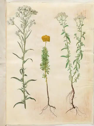 Achillea ptarmica (sølvknap-røllike); Achillea ageratum (balsam-røllike); Achillea millefolium (almindelig røllike), 1654