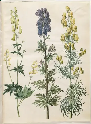Aconitum lycoctonum (nordisk stormhat); Aconitum napellus (ægte stormhat); Aconitum anthora (finbladet stormhat)