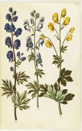 Aconitum napellus (?) (ægte stormhat); Aconitum variegatum, evt. Aconitum ×cammarum (?) (broget stormhat, evt. have-stormhat); Aconitum anthora (finbladet stormhat)