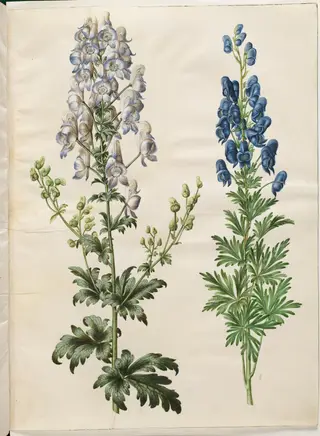 Aconitum variegatum (broget stormhat); Aconitum napellus (ægte stormhat), 1654