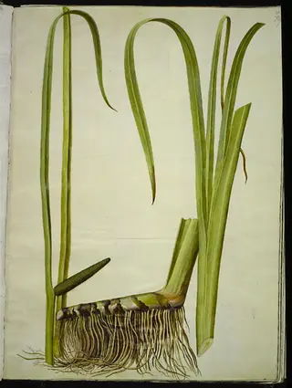Acorus calamus (almindelig kalmus)