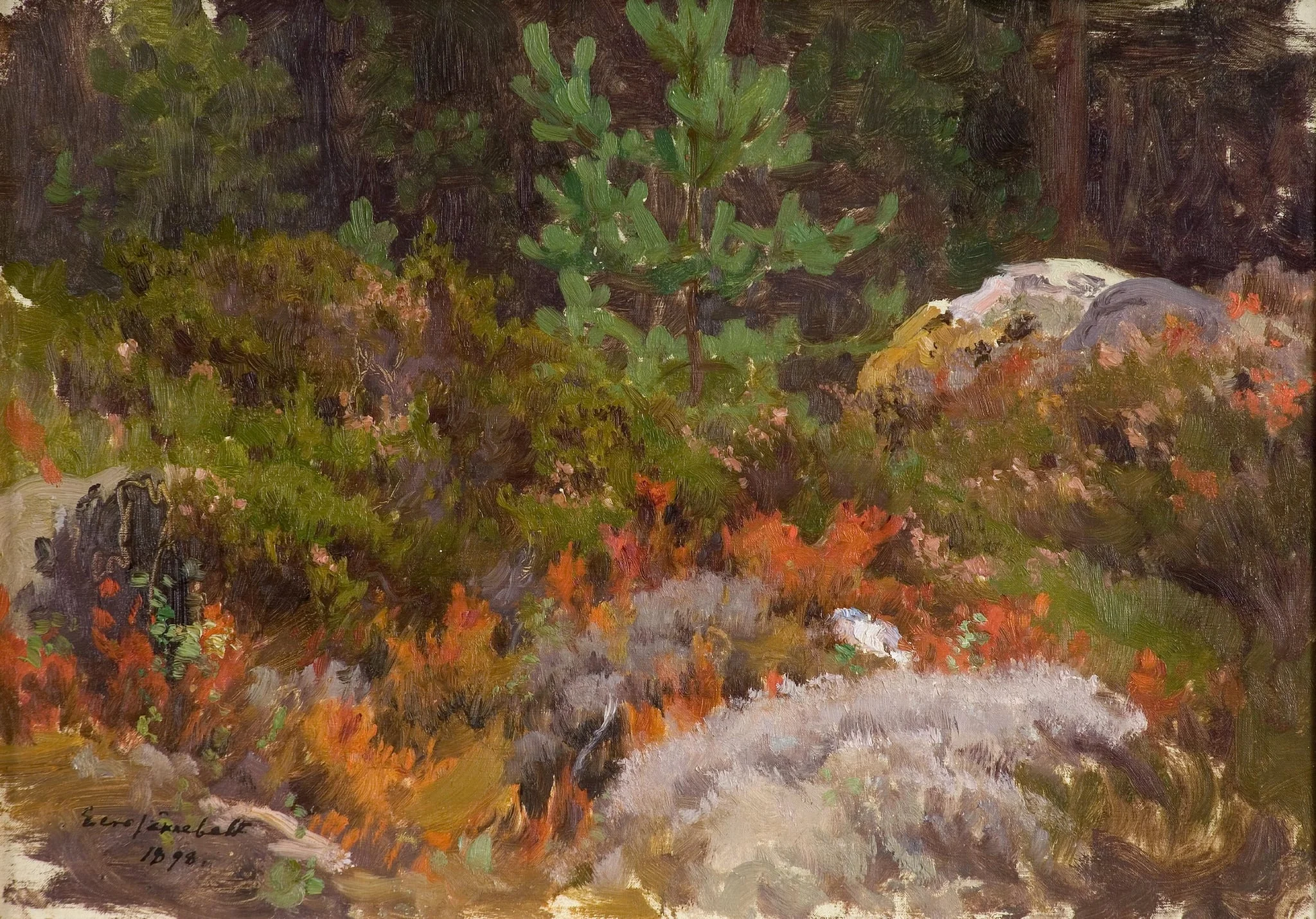 Metsä, detail
