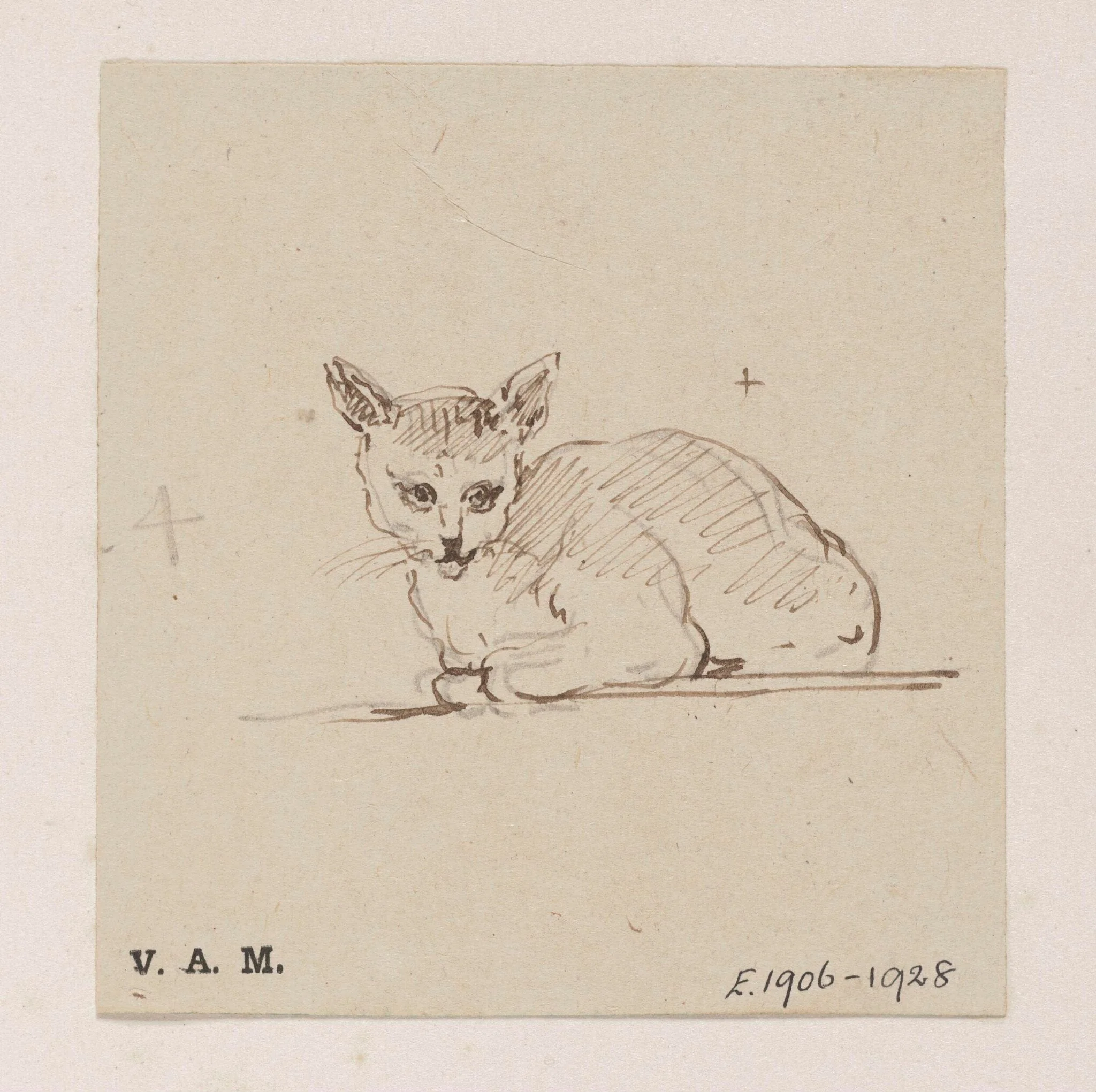 A cat, detail