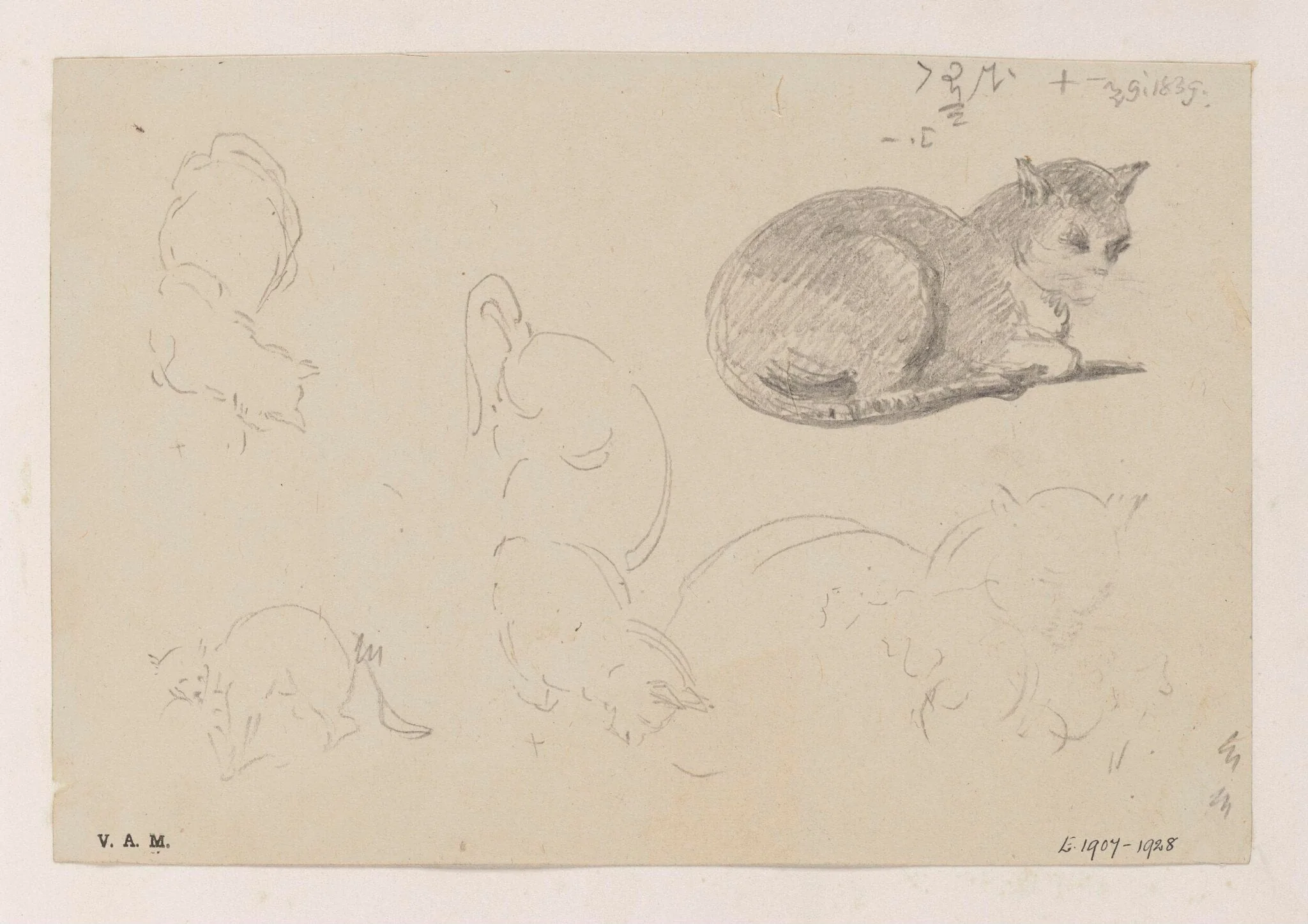 A cat, with related sketches, detail