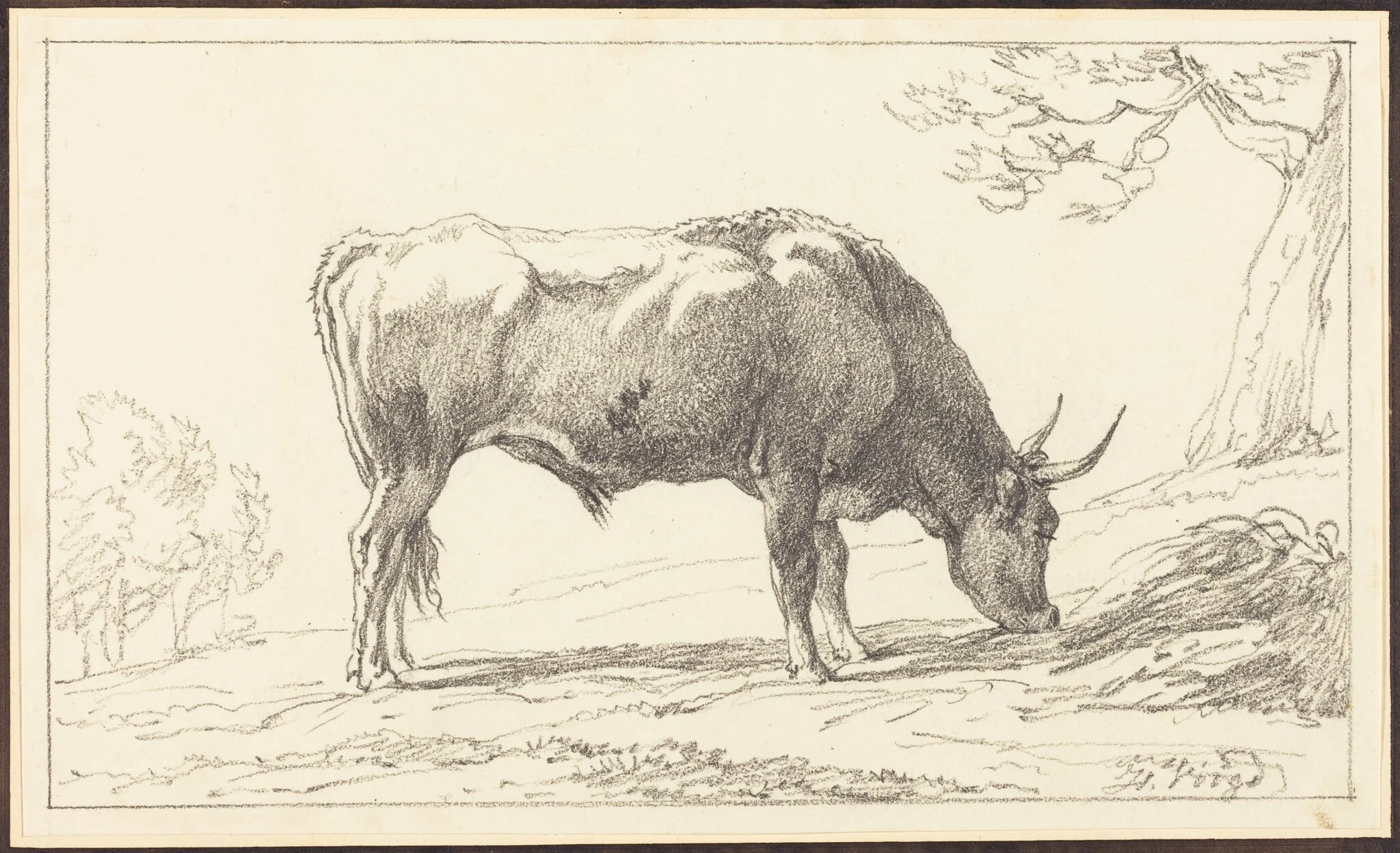A Young Bull Grazing, detail
