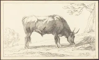 A Young Bull Grazing, by Hendrik Voogd, chalk, 1804