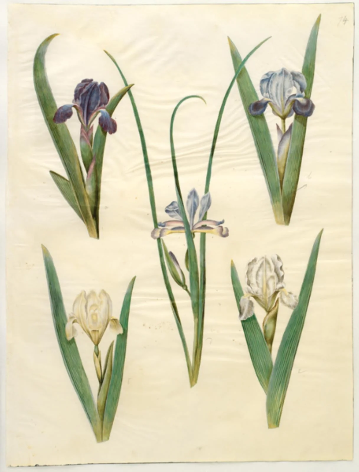 Iris pumila (lav iris) eller Iris lutescens (dværg-iris); Iris graminea (græsbladet iris), detail