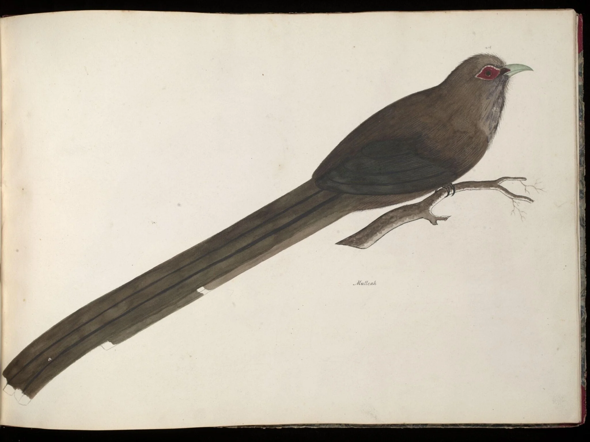 Large green malkoha, detail