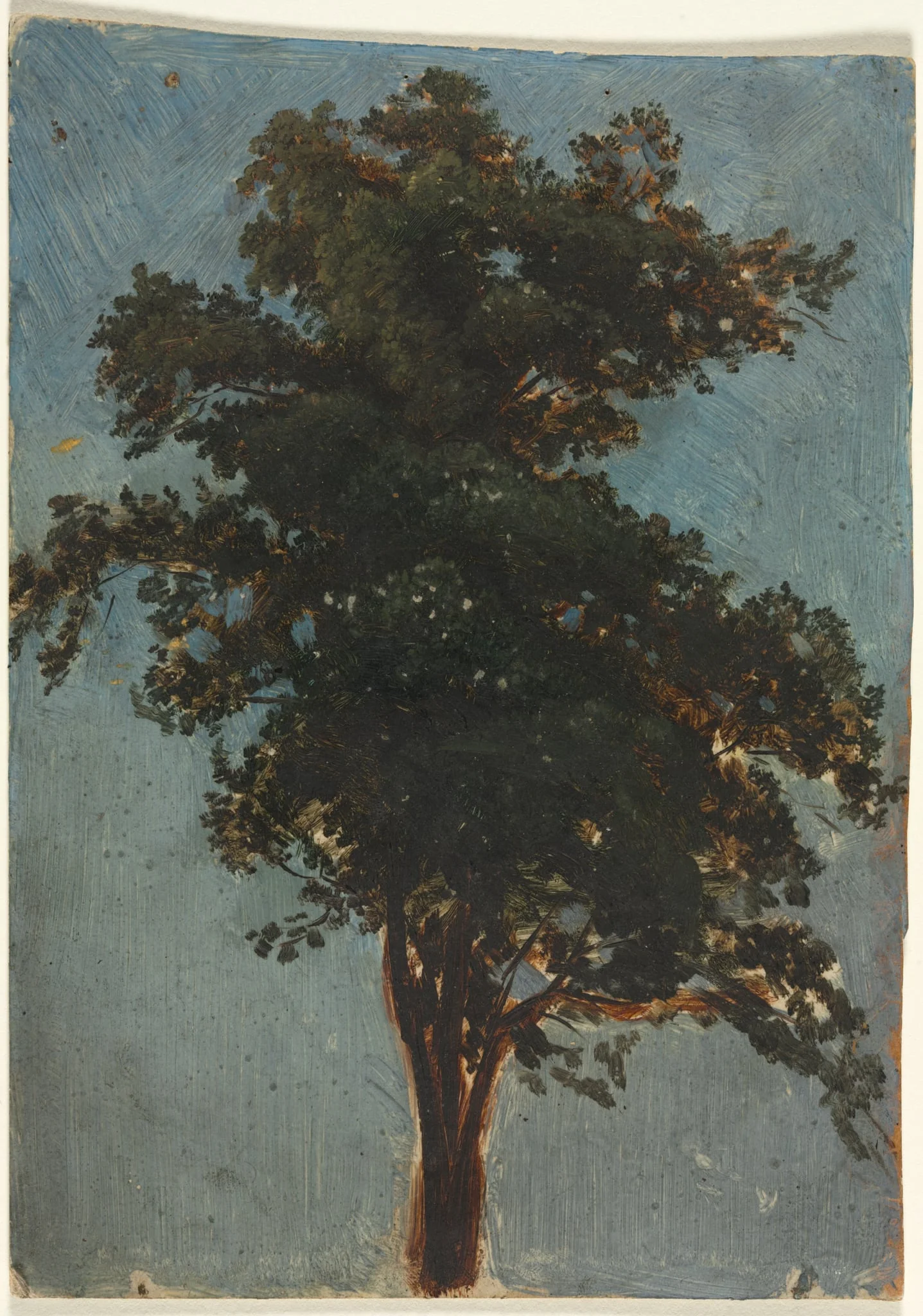 Tree Study, detail