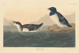 Little Auk, by Havell, Jr., Robert, ink, 1836