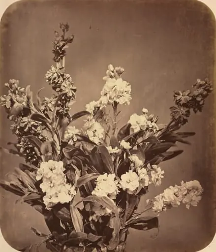 Bouquet, by Adolphe Braun