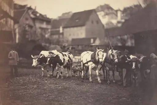 Untitled (Farm Animals), by Adolphe Braun