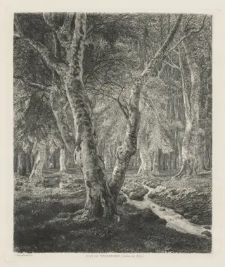 Bois de Pierrefonds