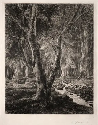 Forest of Pierrefonds