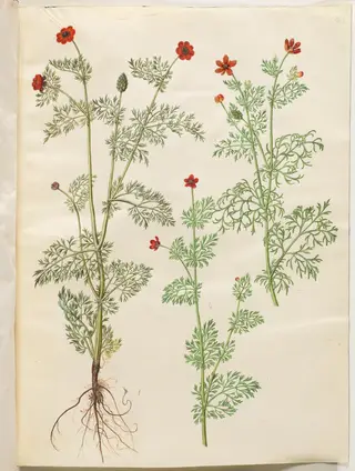 Adonis annua (høst-adonis); Adonis aestivalis (sommer-adonis)
