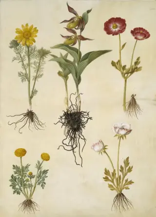 Adonis vernalis (vår-adonis); Cypripedium calceolus (stor fruesko); Ranunculus asiaticus (have-ranunkel); Ranunculus (art af ranunkel), 1654