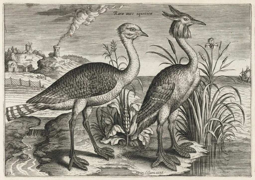 Bustard and Great Crested Grebe, by Adriaen Collaert, ink, 1600