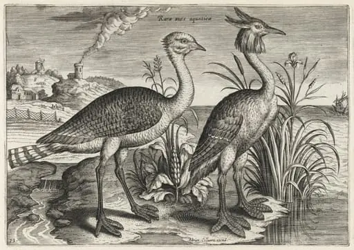 Bustard and Great Crested Grebe, by Adriaen Collaert