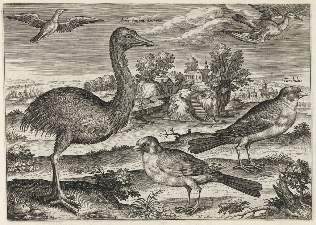 Double-Wattled Cassowary and Finches, by Adriaen Collaert, ink, 1600