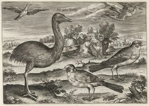 Double-Wattled Cassowary and Finches, by Adriaen Collaert