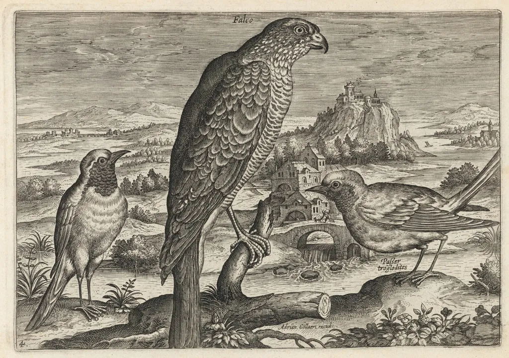 Falcon and Robin Redbreast or Redstart, by Adriaen Collaert, ink, 1600