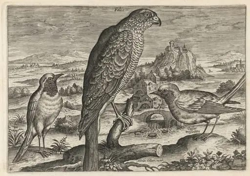 Falcon and Robin Redbreast or Redstart, by Adriaen Collaert
