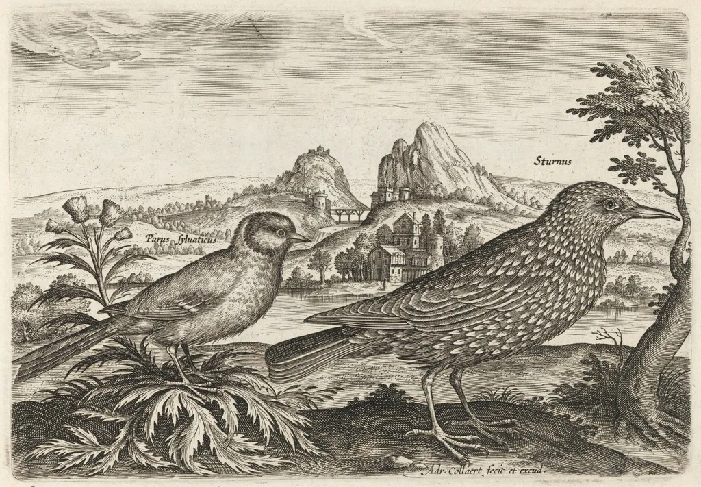 Great Tit and Starling, by Adriaen Collaert, ink, 1600