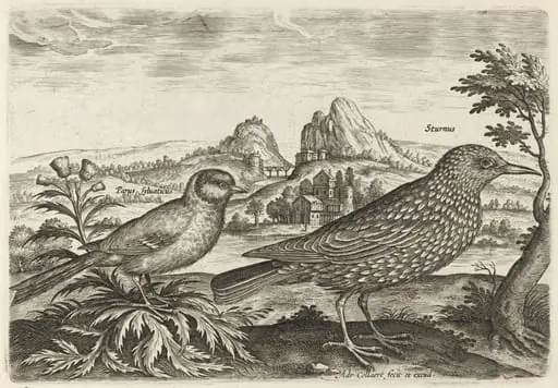 Great Tit and Starling, by Adriaen Collaert