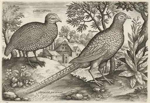 Guinea Fowl and Pheasant, by Adriaen Collaert