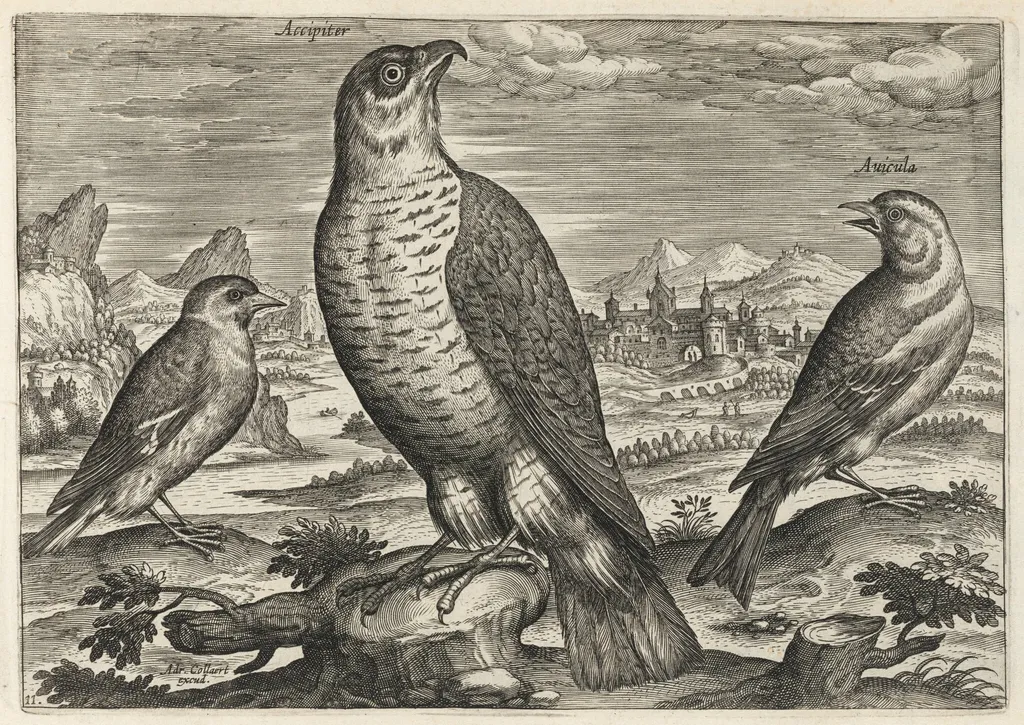 Hawk and Sparrows, by Adriaen Collaert, ink, 1600