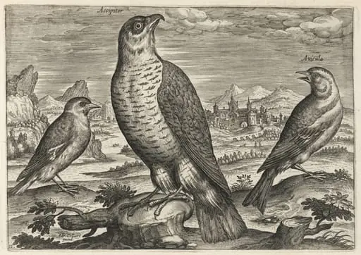 Hawk and Sparrows, by Adriaen Collaert