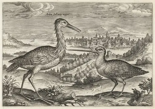 Heron and Snipe, by Adriaen Collaert