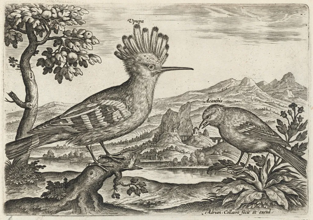 Hoopoe and Linnet, by Adriaen Collaert, ink, 1600