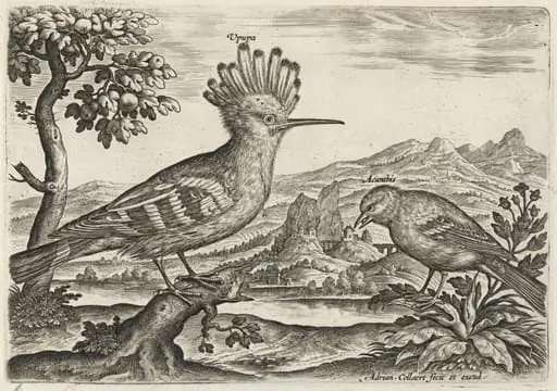 Hoopoe and Linnet, by Adriaen Collaert