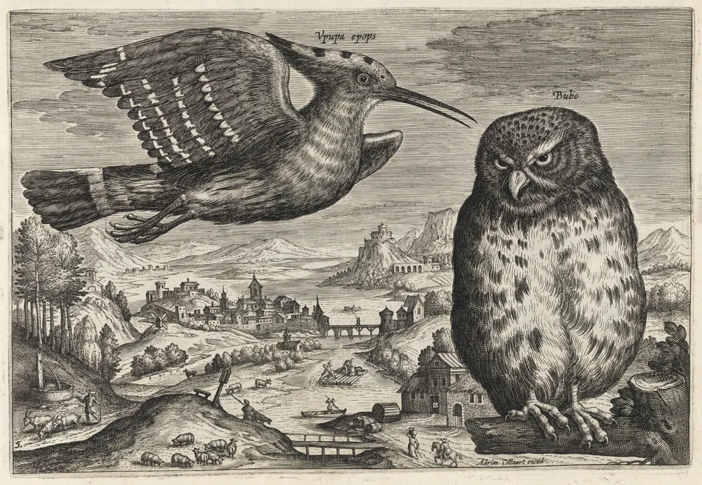 Hoopoe and Owl, by Adriaen Collaert, ink, 1600
