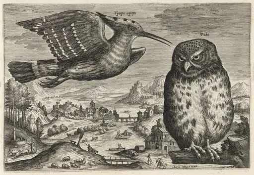 Hoopoe and Owl, by Adriaen Collaert