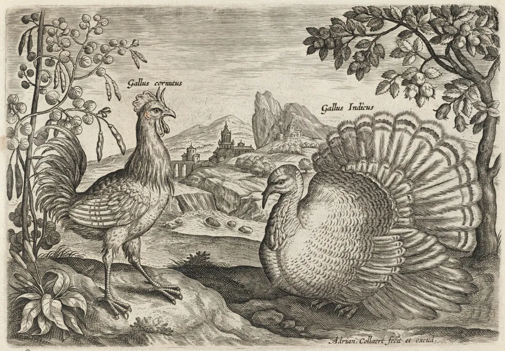 Horned Cock and Turkey, by Adriaen Collaert, ink, 1600