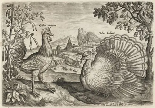 Horned Cock and Turkey, by Adriaen Collaert