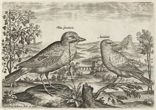 Jay and Finch, by Adriaen Collaert