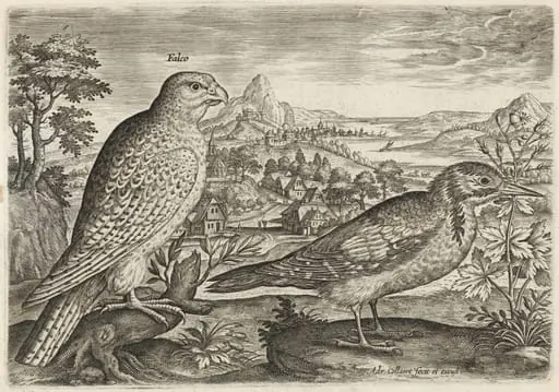 Kestrel and Great Spotted Woodpecker, by Adriaen Collaert