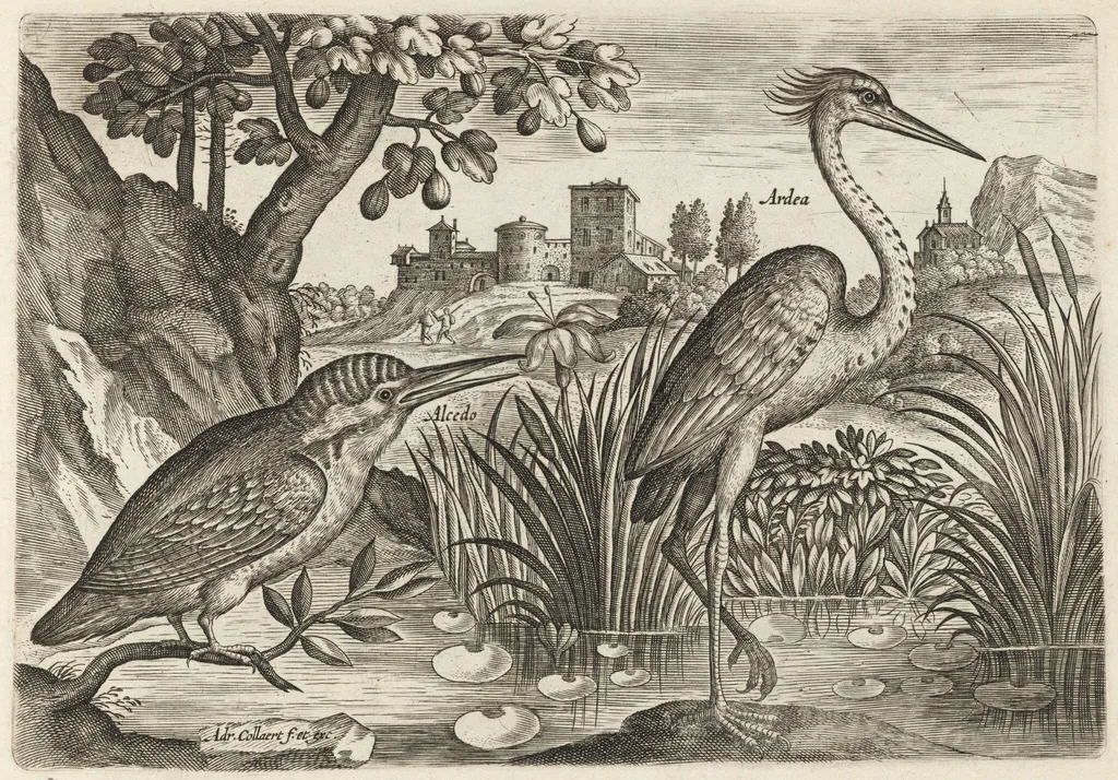 Kingfisher and Grey Heron, by Adriaen Collaert, ink, 1600