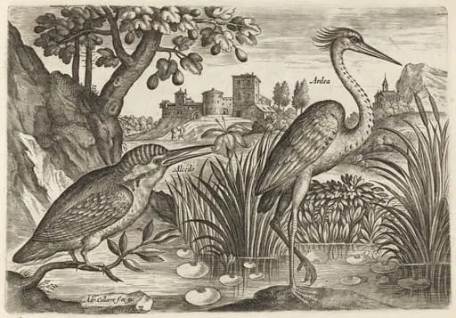 Kingfisher and Grey Heron, by Adriaen Collaert