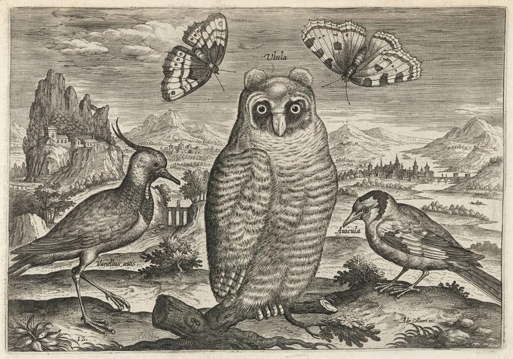 Lapwing, Long Eared Owl, and Goldfinch, by Adriaen Collaert, ink, 1600